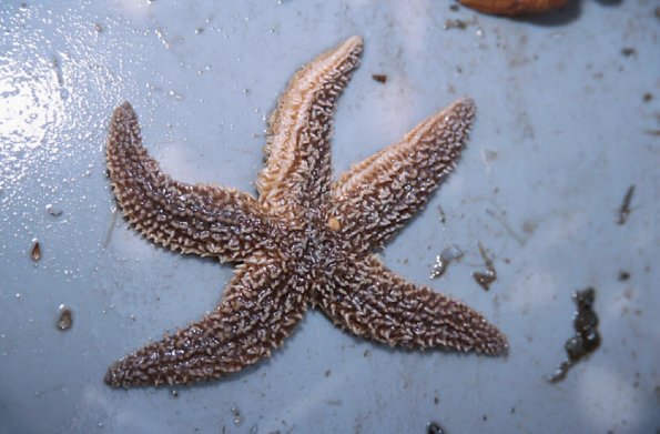 Starfish on white metal surface