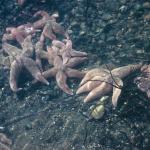Starfish swimming underwater uid 1046459