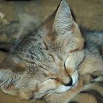 Striped cat sleeping uid 1012834