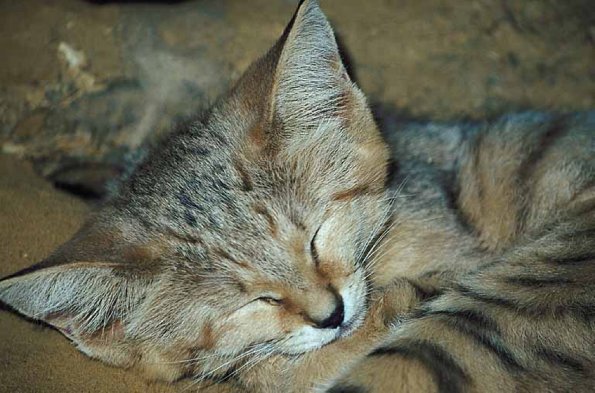 Striped cat sleeping uid 1012834