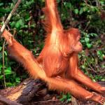Sumatran orangutan uid 1658017