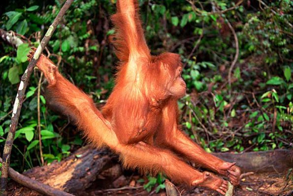 Sumatran orangutan uid 1658017