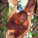 Sumatran orangutan uid 1658028