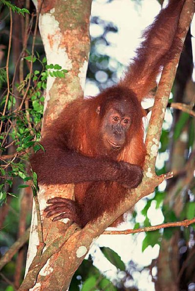 Sumatran orangutan uid 1658028