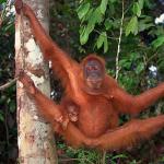 Sumatran orangutan uid 1658033