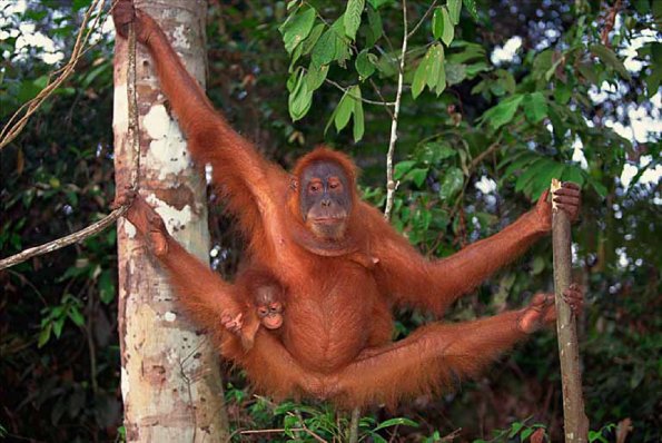 Sumatran orangutan uid 1658033