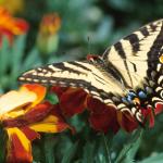 Swallowtail butterfly on orange flowers uid 1181167