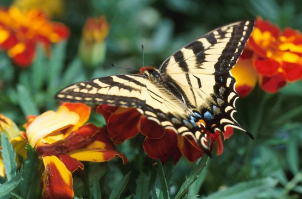 Swallowtail butterfly on orange flowers uid 1181167