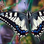 Swallowtail butterfly uid 1008599