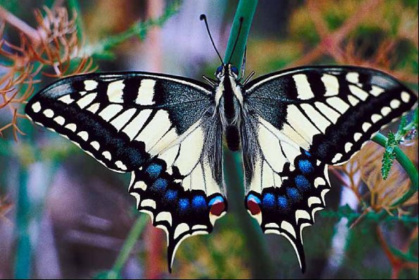 Swallowtail butterfly uid 1008599