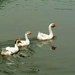 Swans swimming in a lake uid 1529122
