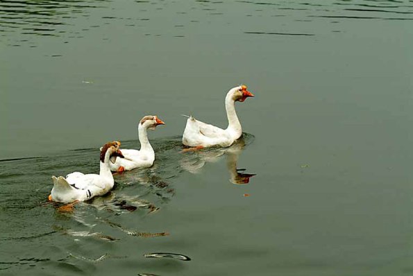 Swans swimming in a lake uid 1529122