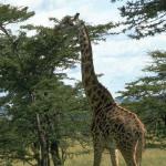 TallGirafffe