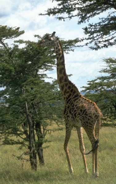 TallGirafffe