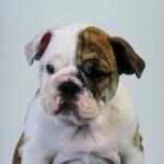 Tan and white bulldog