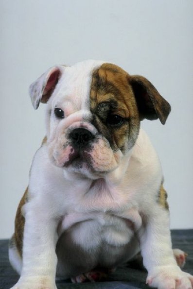 Tan and white bulldog