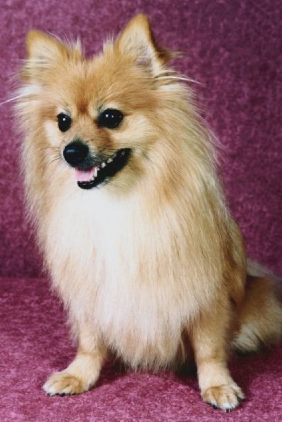 Tan dog with long hair against pink