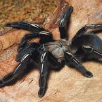 Tarantula on bark uid 1012983