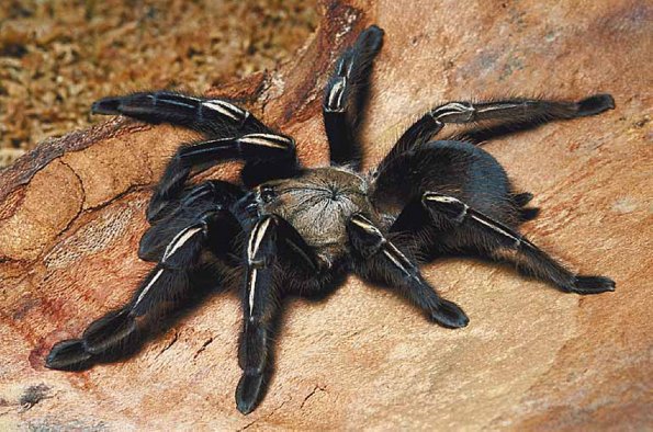 Tarantula on bark uid 1012983