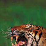 Tiger snarling uid 1012996