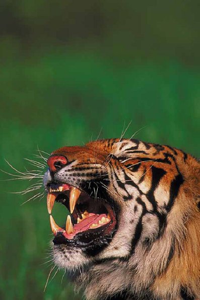 Tiger snarling uid 1012996