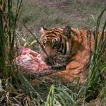 Tigeringrass