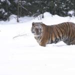 Tigerinsnow
