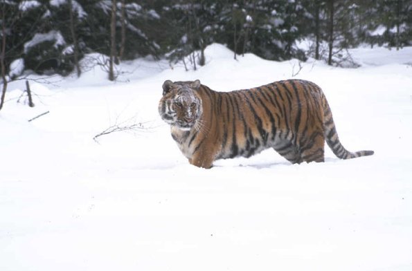 Tigerinsnow