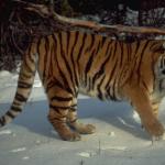 Tigeronsnow