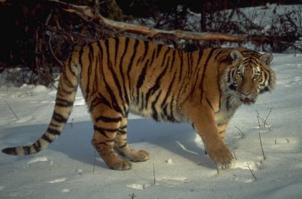 Tigeronsnow