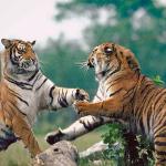 Tigers fighting