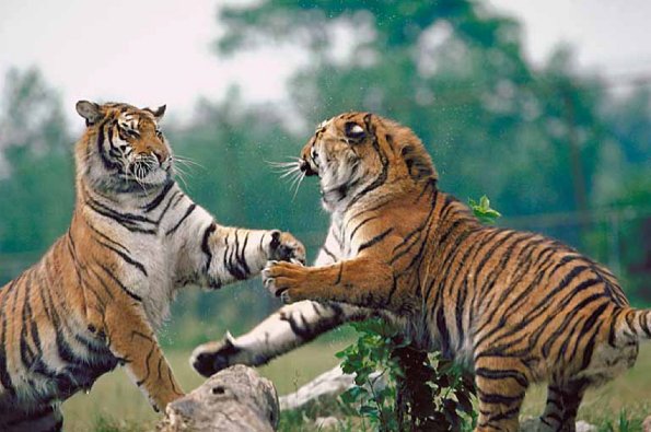 Tigers fighting
