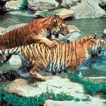 Tigers near water
