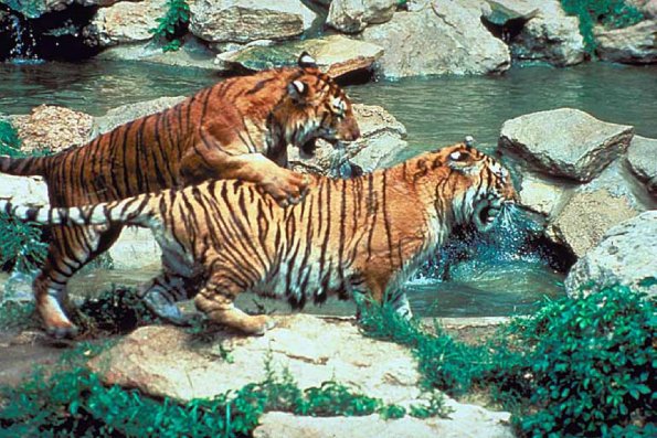 Tigers near water