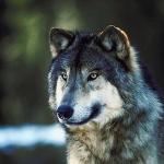 Timber wolf uid 995367