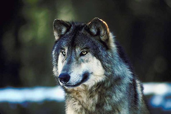 Timber wolf uid 995367