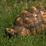 Tortoise