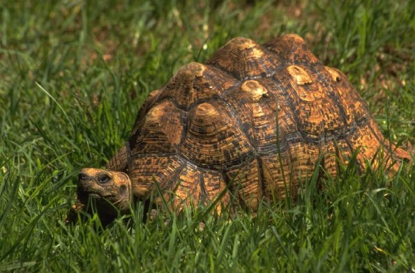 Tortoise