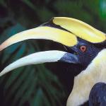 Toucan c10892