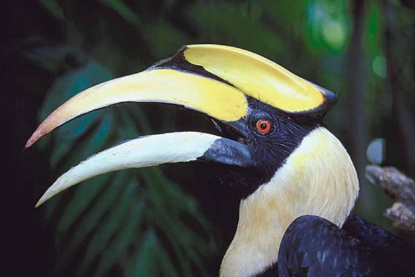 Toucan c10892