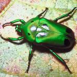Tropical Rose chafer Cameron Highlands Malaysia uid 1018498