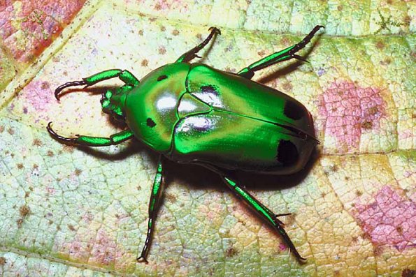 Tropical Rose chafer Cameron Highlands Malaysia uid 1018498