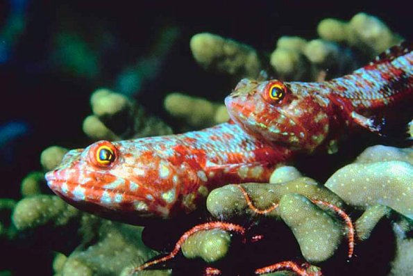 Tropical Sea Life 0014