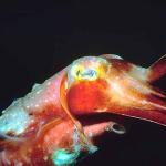 Tropical Sea Life 0015