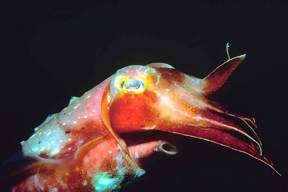 Tropical Sea Life 0015