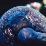 Tropical Sea Life 0024