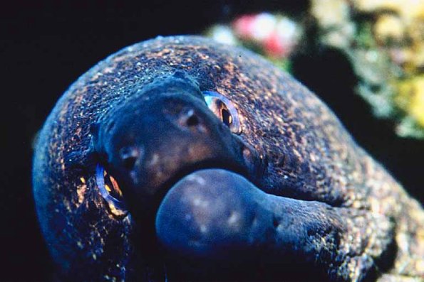 Tropical Sea Life 0024
