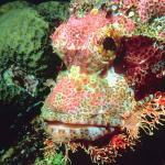 Tropical Sea Life 0025