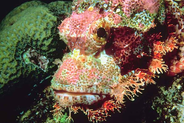 Tropical Sea Life 0025