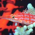 Tropical Sea Life 0029